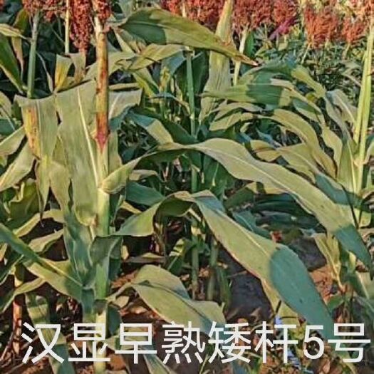 青县高粱种子  汉显早熟5号生育期85-100天，积温2300度