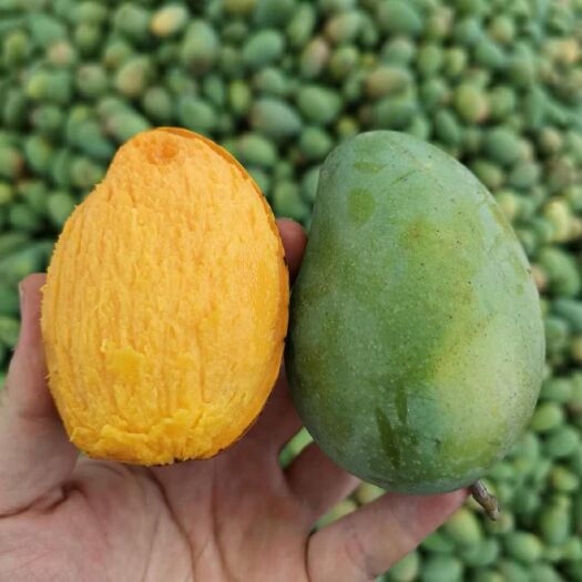 乐东县海南小台农芒果，多规格。
