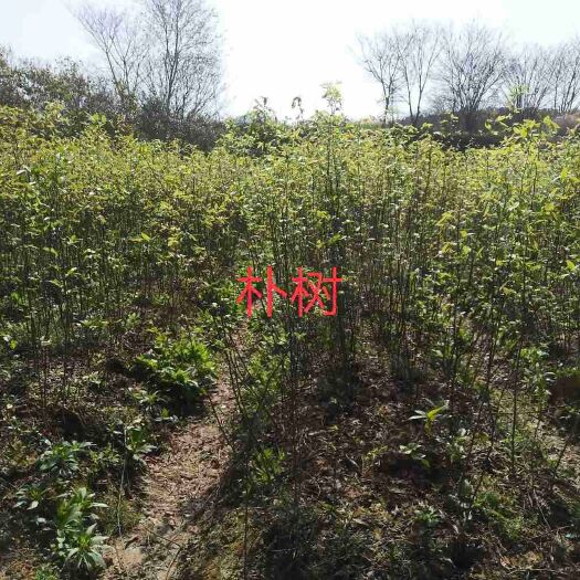 九江 朴树小苗