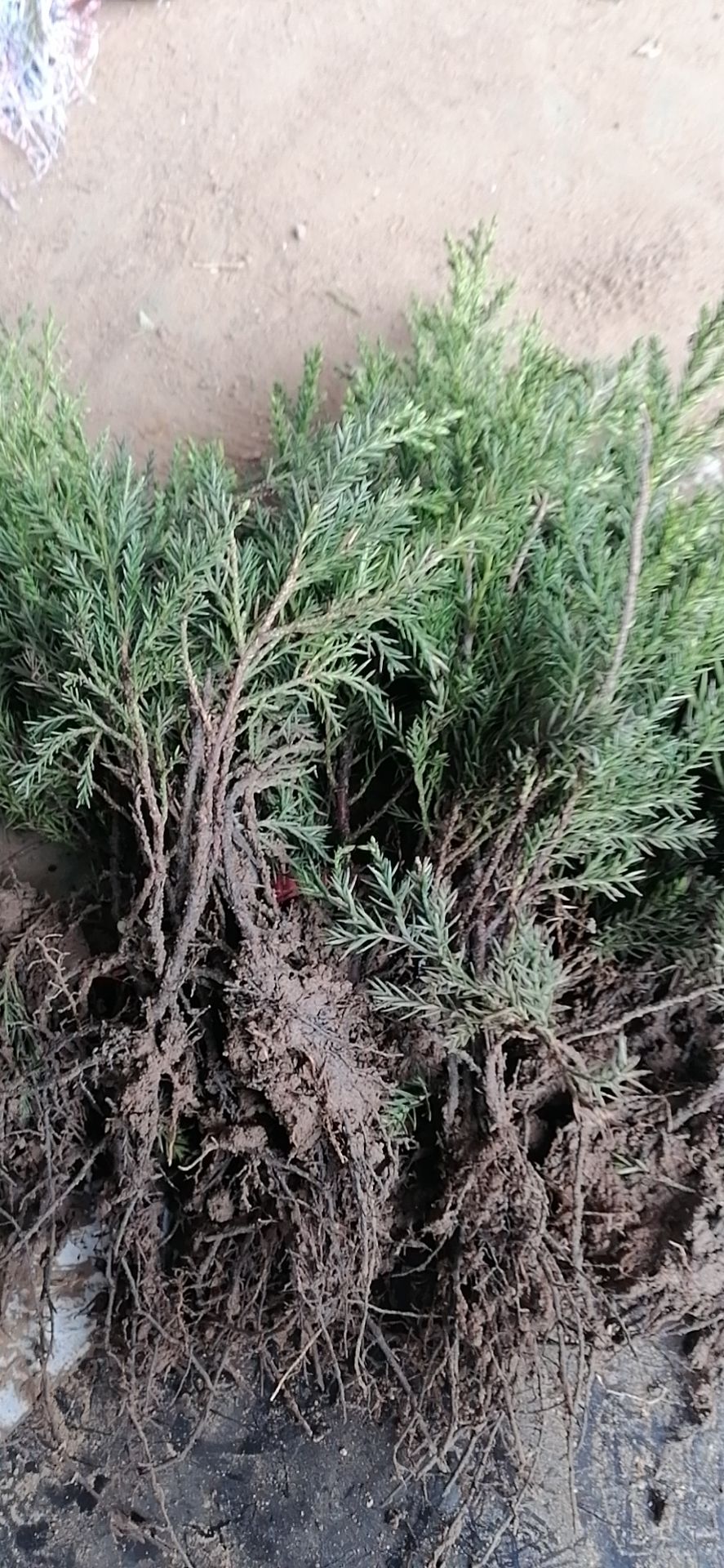 塔柏苗10～100高的都有货量大从优