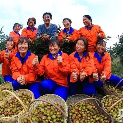 岑软2号3号高产嫁接油茶苗