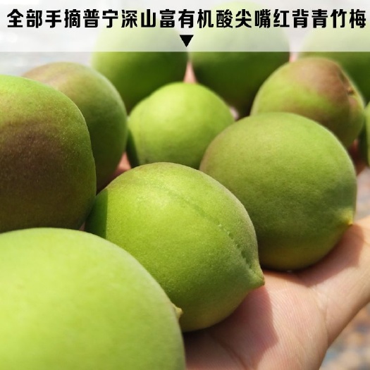 青梅水果现摘普宁高山无农药软枝大粒梅青竹梅泡酒用做酵素酸梅子