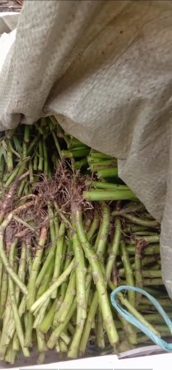 藜蒿种子  卖的是 ，芦蒿，藜蒿，泥蒿苗，不是成品蔬菜看清在买，先聊在买