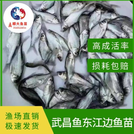 博罗县三角鲂鱼苗  三角鲂