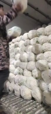 莆田白花菜 ，松花菜，白面青梗，