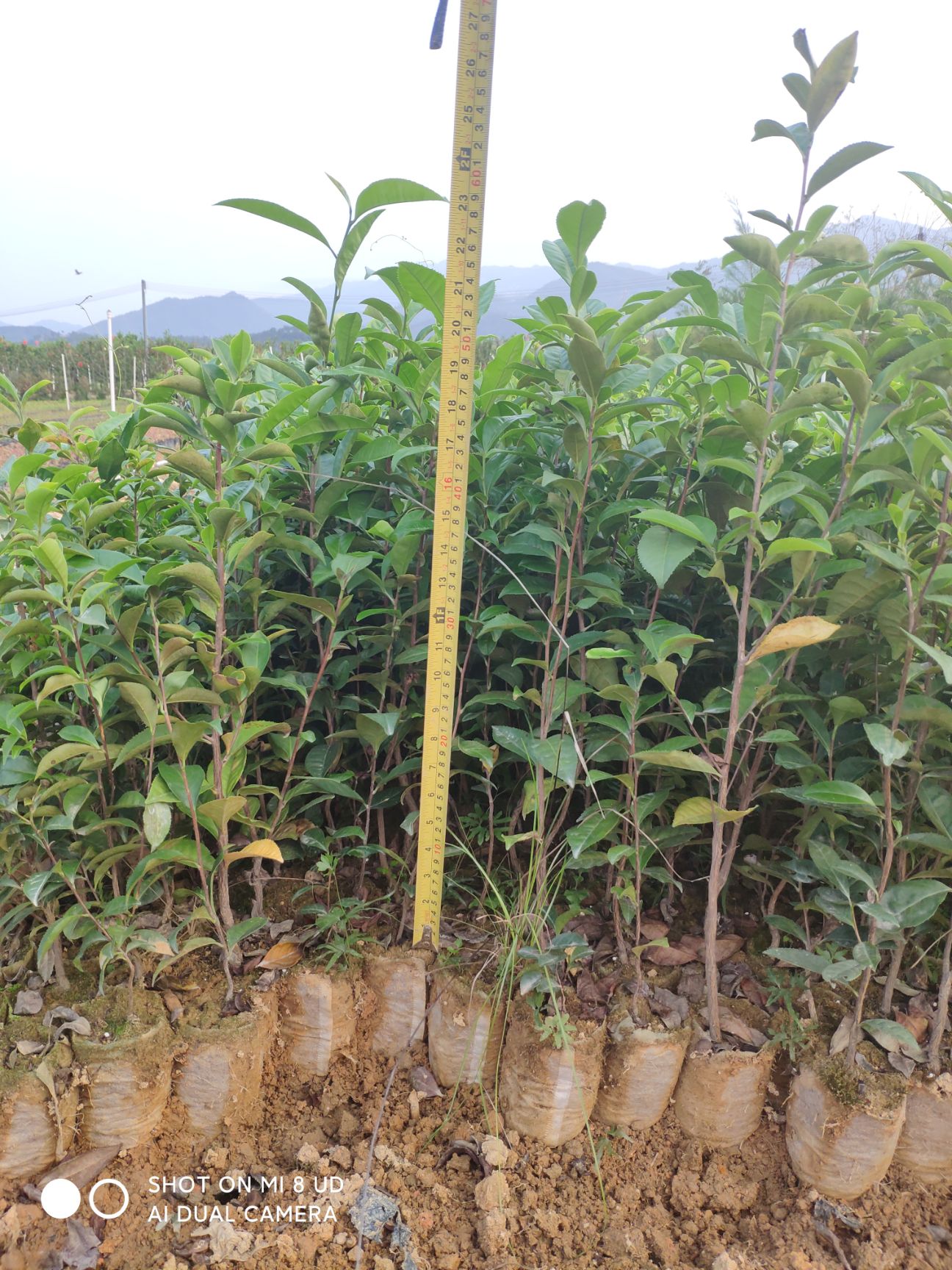 正宗仙人茶山籽茶客家山茶苗新品茶苗惠东仙人茶食