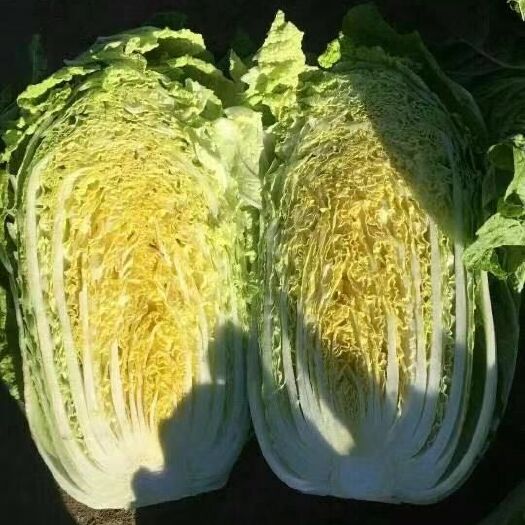 沽源县黄心大白菜 精品玲珑黄