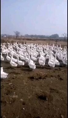 孝感白鹅 老鹅