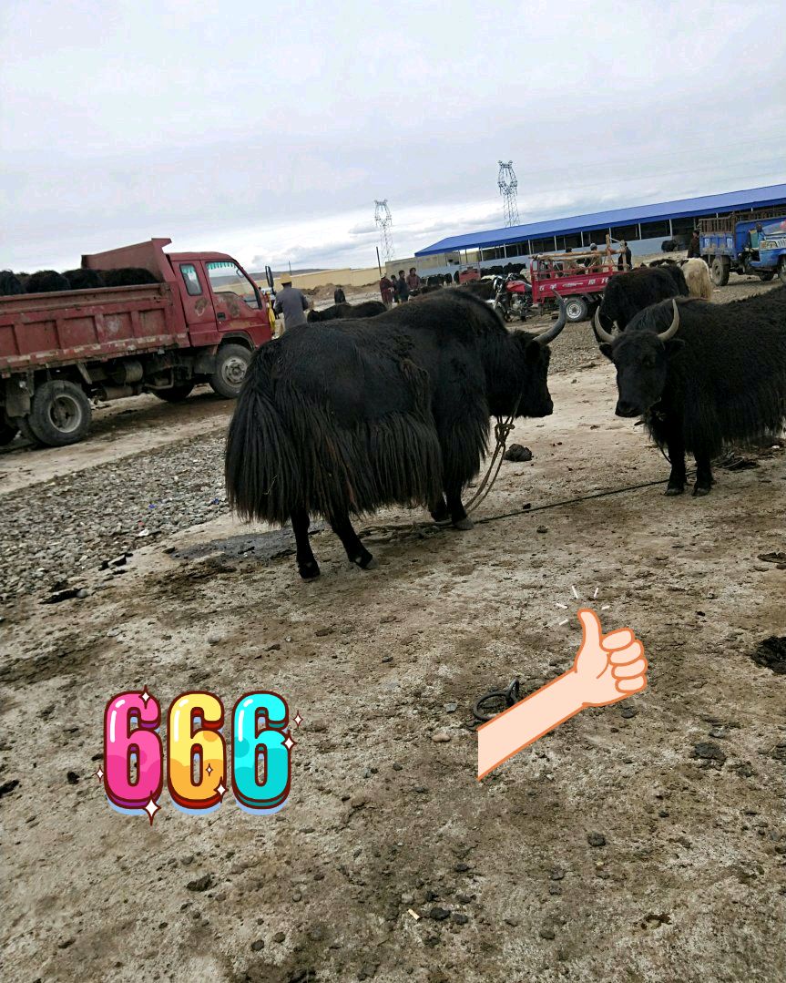 肉牛 牛