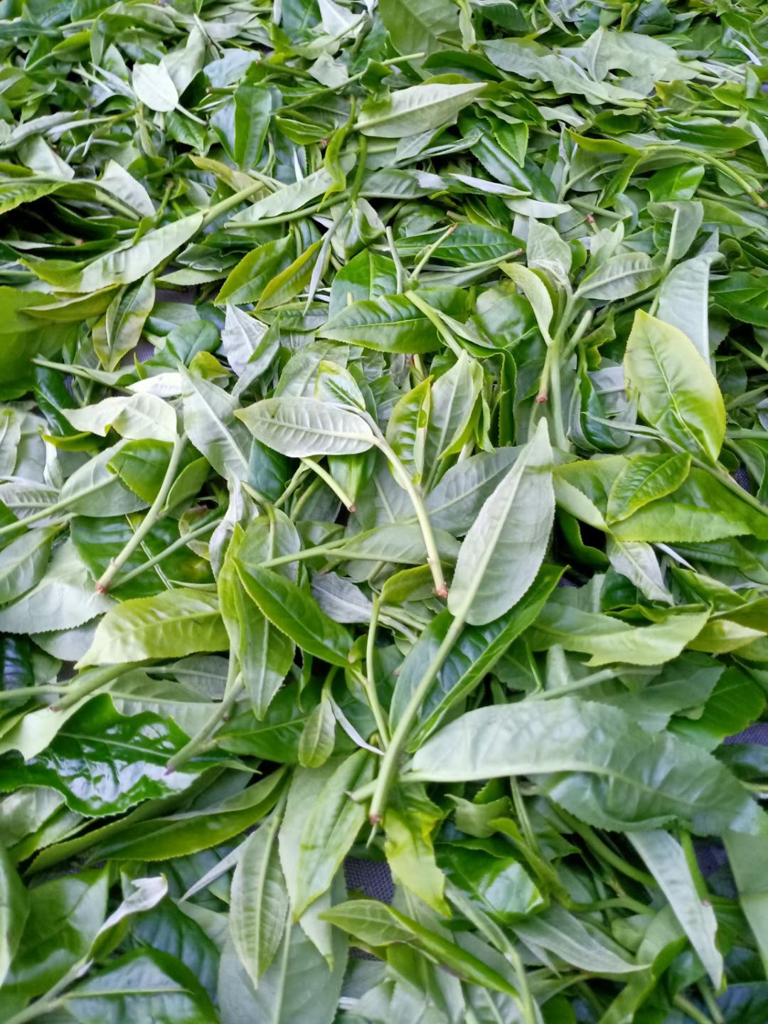  春茶上市，纯手工古树茶！用细心做好茶！欢迎您的预订！