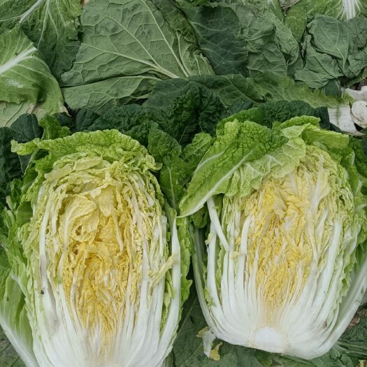 彭州市黄心大白菜 春白菜，