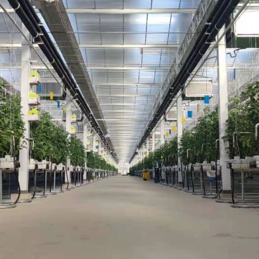 德州种植大棚  温室大棚建设