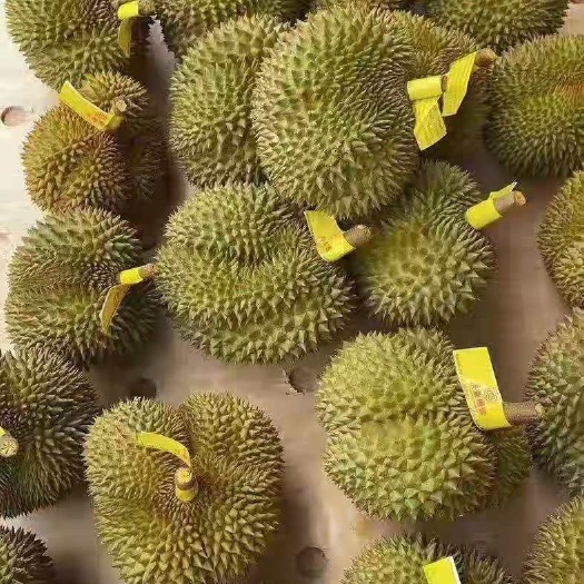 景洪市金枕榴莲  泰国榴莲电商果