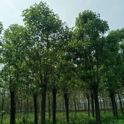 周口大叶合欢 绿化树，合欢树，自己种植的，12-18公分