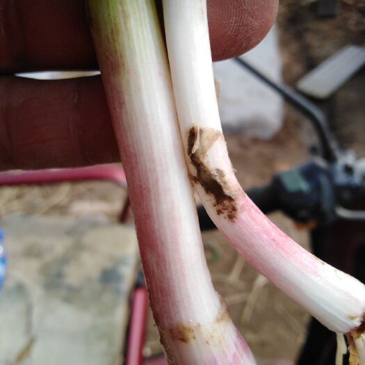 秦皇岛 红根蒜苗