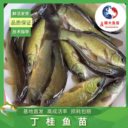 博罗县丁桂鱼苗  杂交丁桂鱼