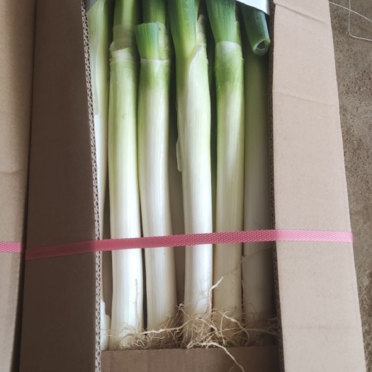 漳浦县长白大葱  28斤箱装大葱
