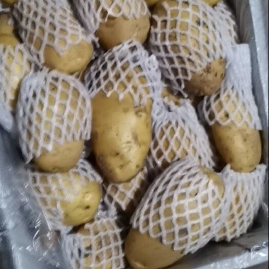 滕州市荷兰土豆  新鲜冷库大棚土豆，个大，黄心，味好