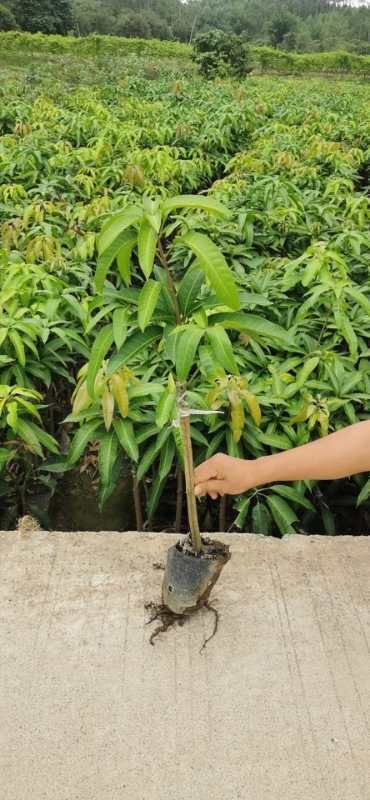灵山县芒果之王 金煌芒果苗 芒果苗南方果树苗 嫁接苗带叶带杯