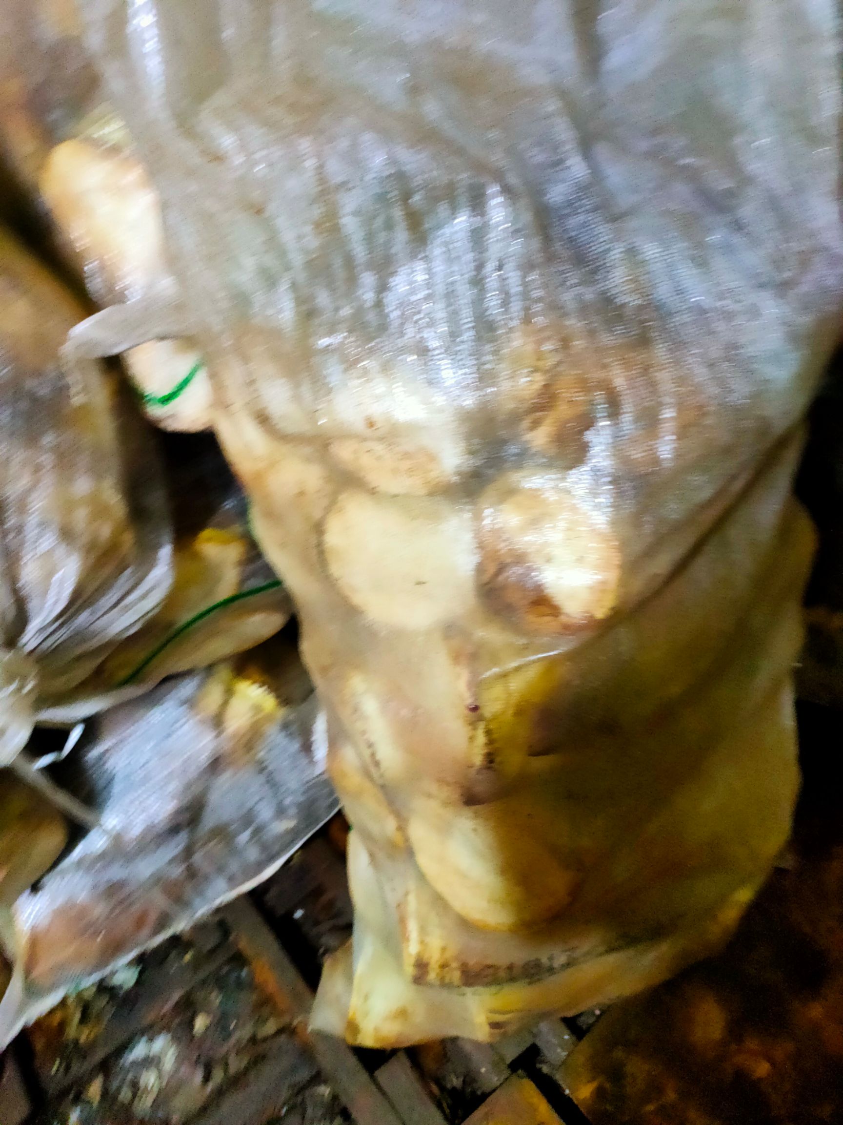 赤水春笋