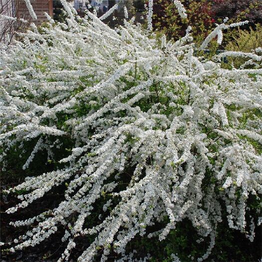 青州市室内外耐寒好养的花卉盆栽喷雪花耐热庭院阳台种植雪柳垂吊绿植物