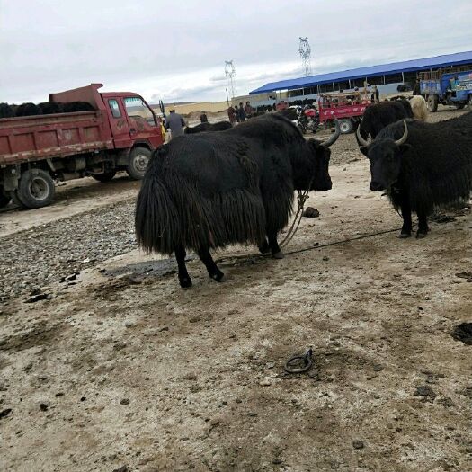 松潘县杂交牛 牦牛肉