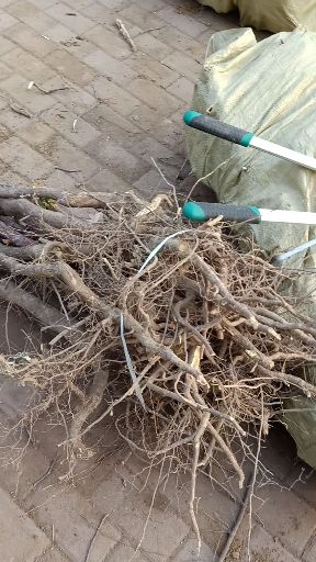 沾化冬枣树苗苗木纯正 现挖现发包技术。