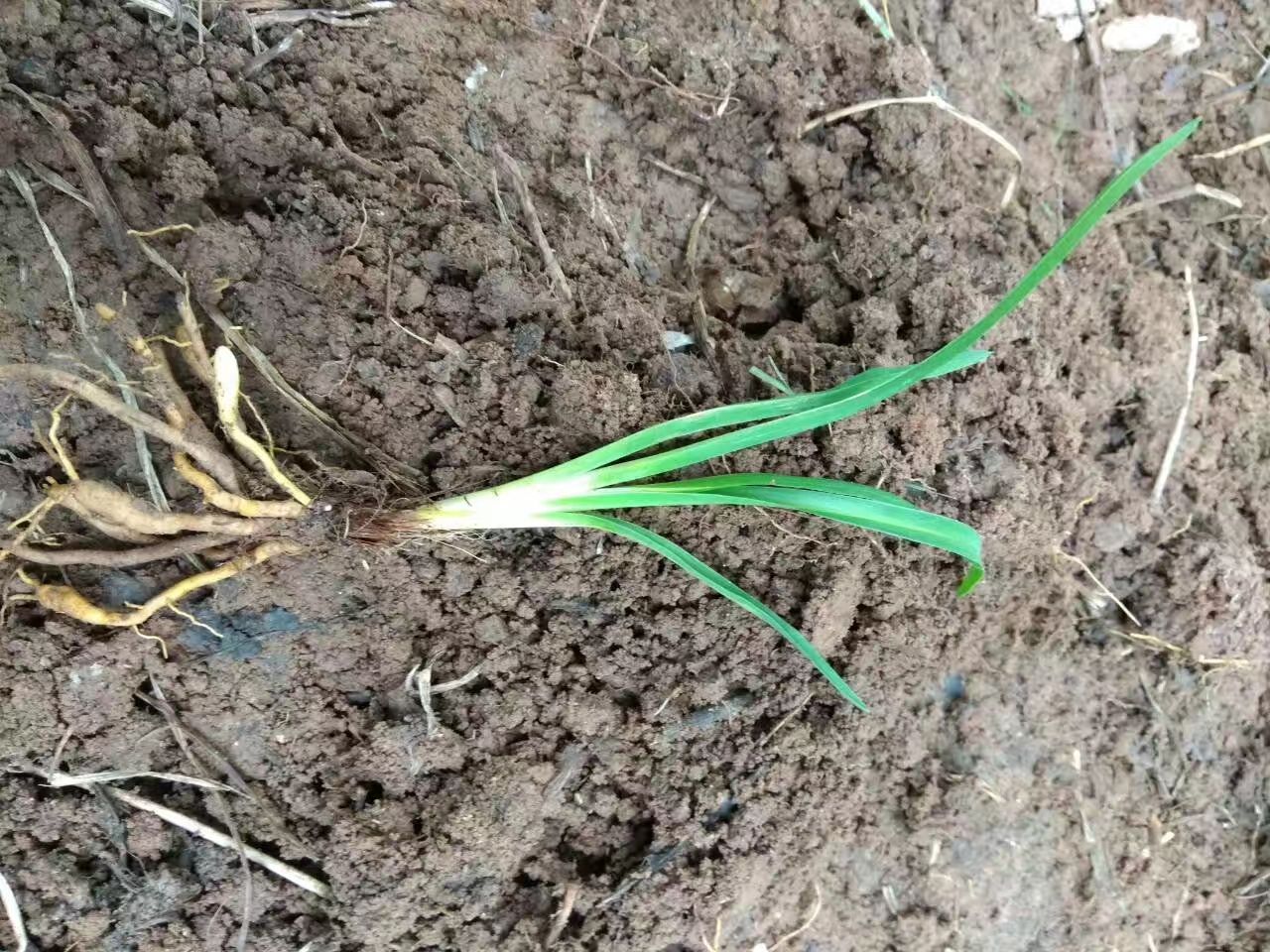  苗圃现货：800万芽.大花萱草