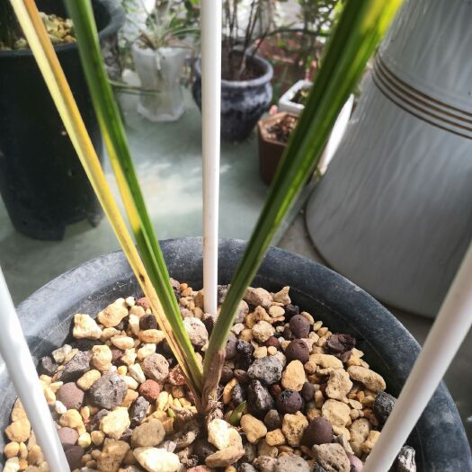 康县蕙兰 兰草  斑草  艺草