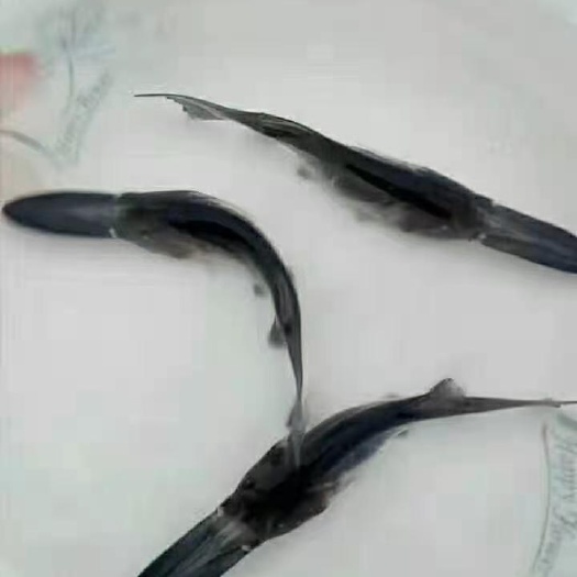 博罗县鸭嘴鱼苗  鸭嘴鱼     肉质鲜美是鱼类之中鱼王，耐养生长快