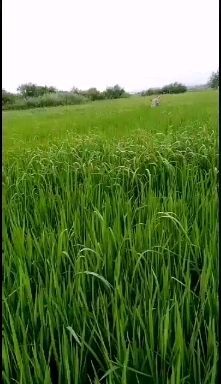 虎林市粳米 黑龙江虎林东方红蕴含着浓郁的黑土地气息的大米闻名遐迩。