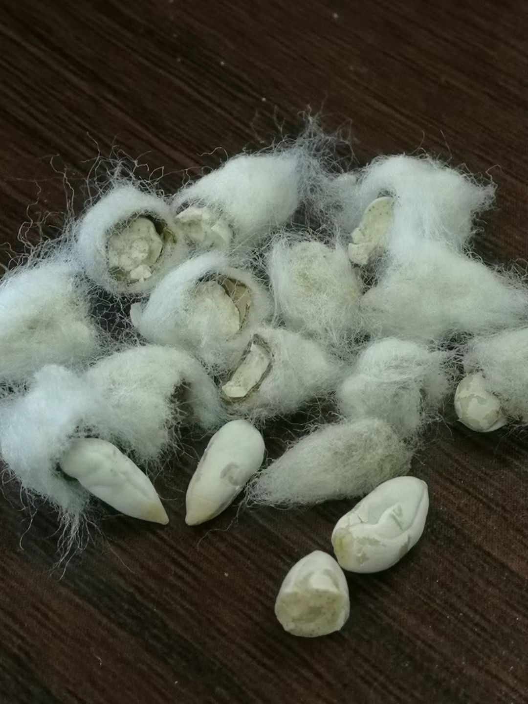 新疆昌吉石河子奎屯棉籽壳玉米芯棉渣麸皮稻草