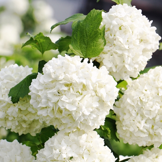 欧洲木绣球玫瑰盆栽花苗耐热庭院观花八仙花绣球花苗