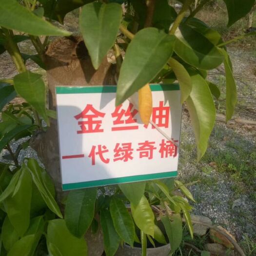 临高县 沉香金丝柚苗