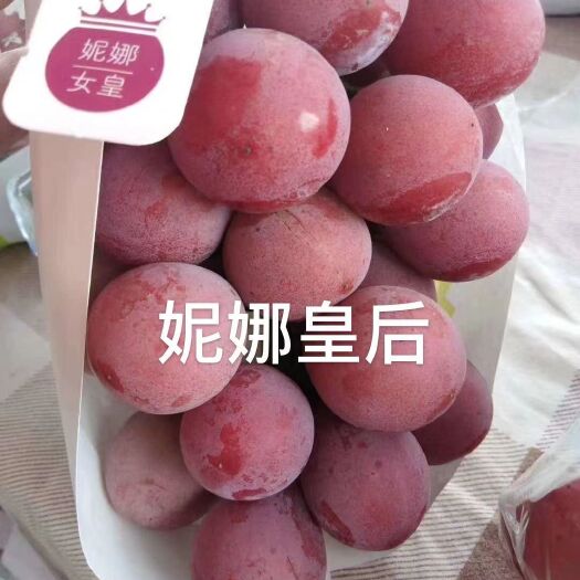 兴城市葡萄苗  尼娜皇后嫁接苗
