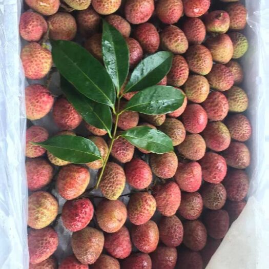 陵水县 桂花香荔枝
