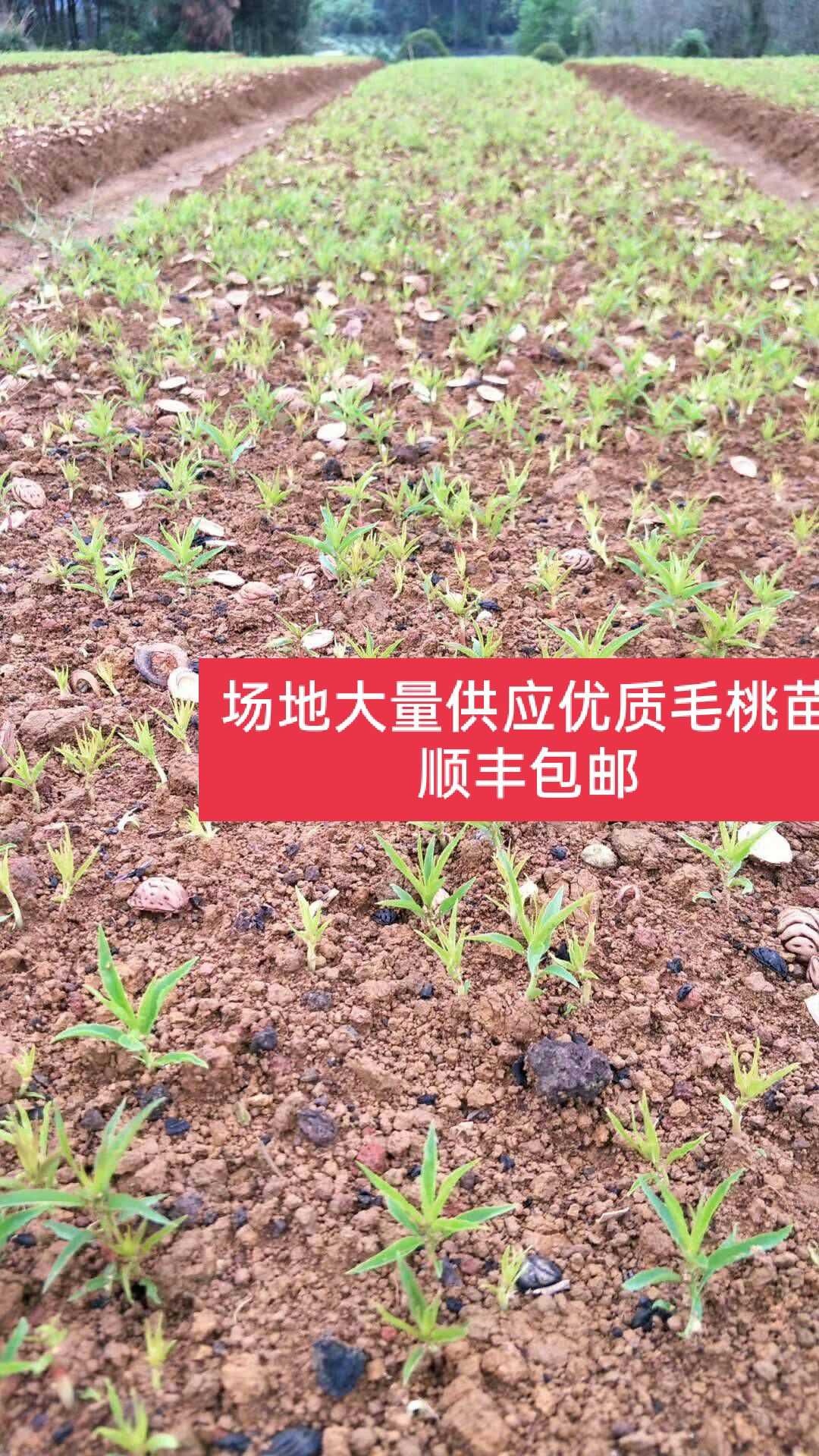 毛桃苗    毛桃芽苗   毛桃小苗