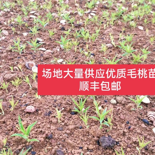 阳朔县毛桃苗    毛桃芽苗   毛桃小苗