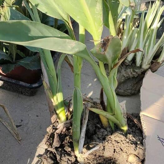 常州 河道两边绿化专用美人蕉小苗