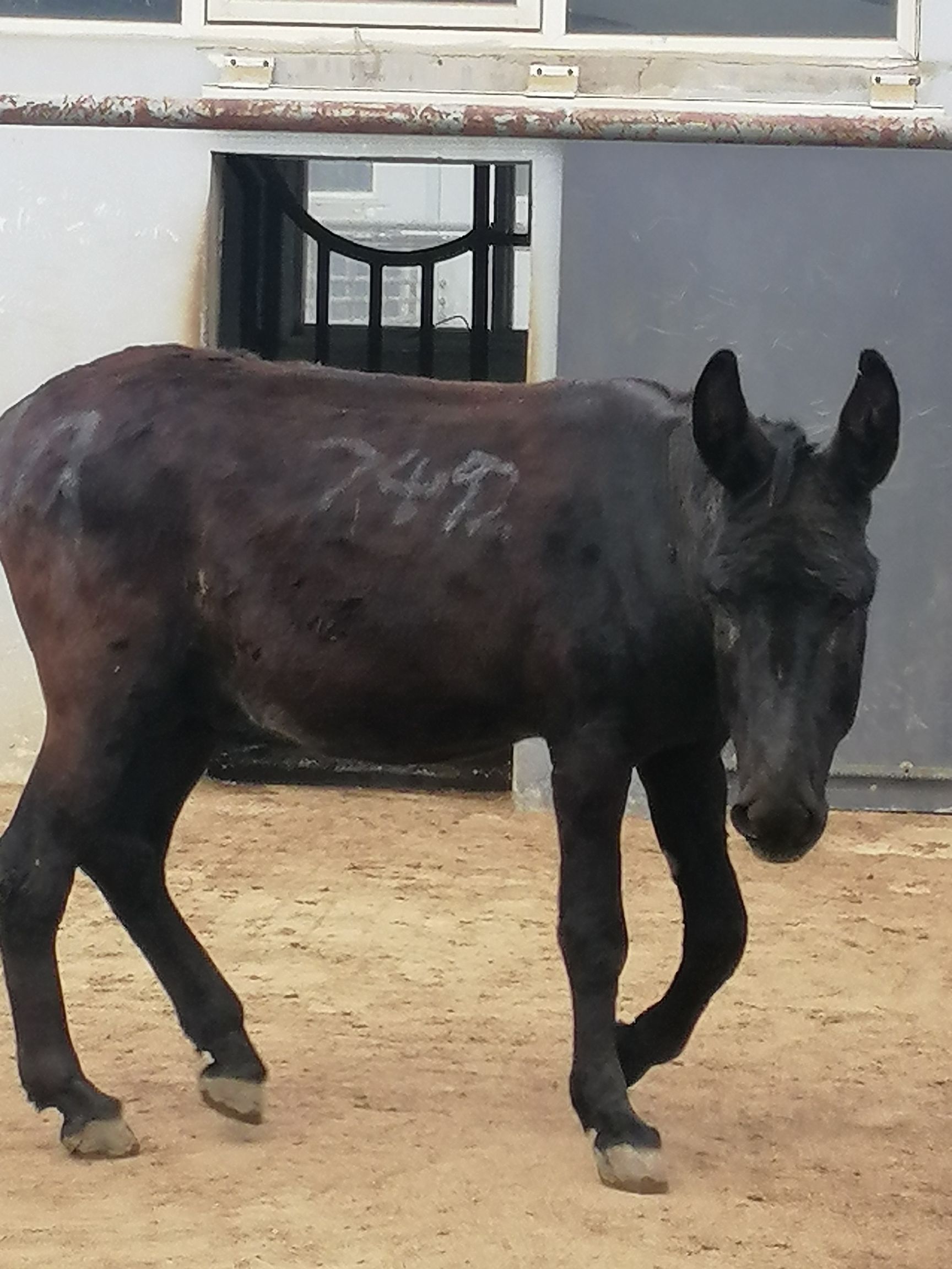 小母驴苗  山东驴苗 大体型肉驴驴苗 德州驴驴苗 成年驴 肉驴 三粉驴