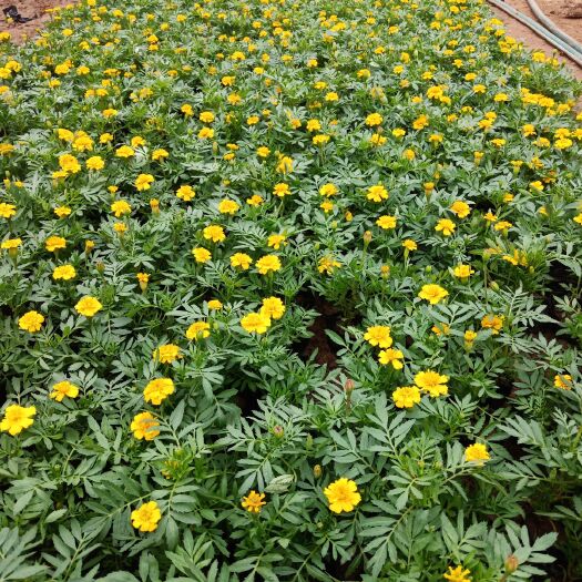 青州市孔雀草