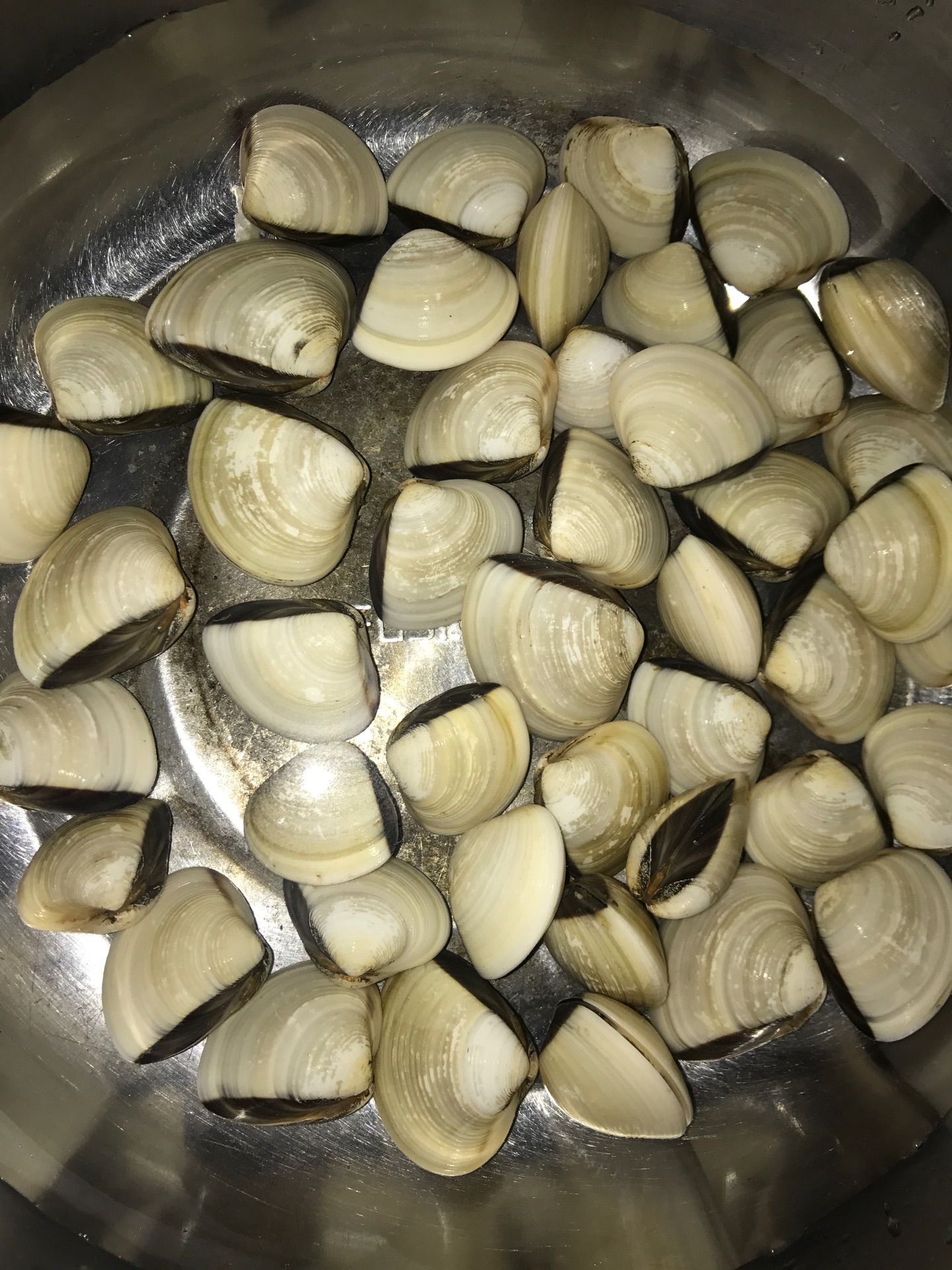 白海螺  北部湾白车螺