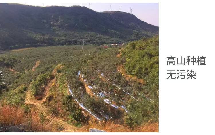 【粉面香甜】黄元帅苹果水果奶油苹果新鲜采摘产地直供整箱包邮