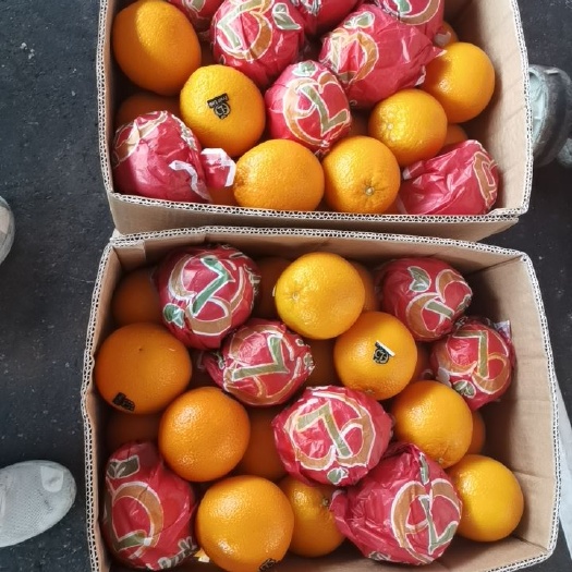 广州夏橙 埃及酸橙甜橙量大价优