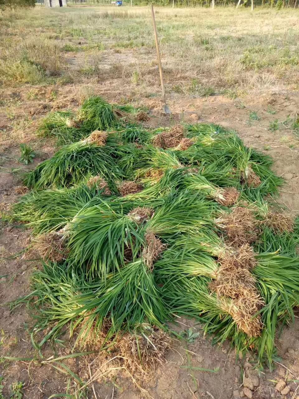  苗圃现货：800万芽.大花萱草