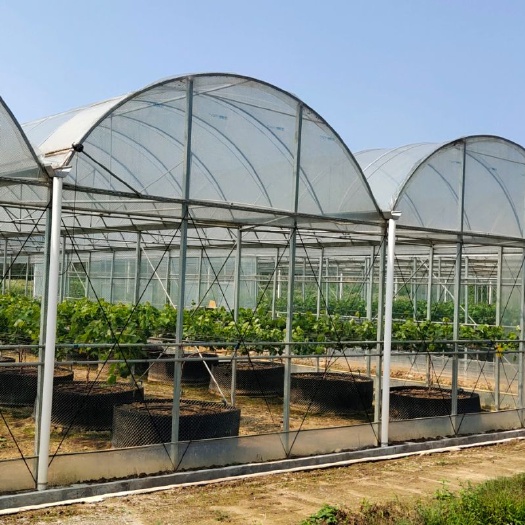 博罗县大棚骨架  标准联栋棚