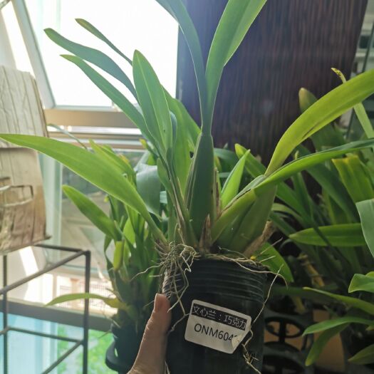 龙岩巧克力 文心兰 跳舞兰  浓香型巧克力文心兰