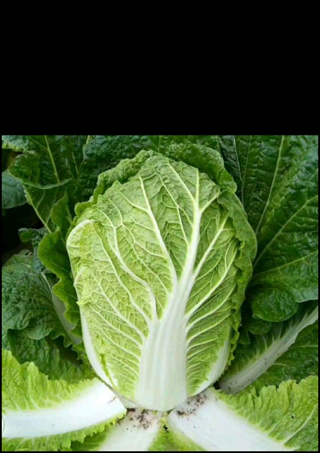 黄心大白菜， 不烧心