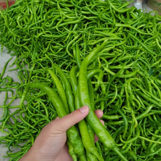 钦州 辣椒