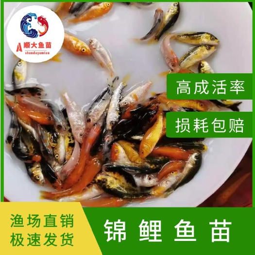 博罗县日本锦鲤鱼苗长年供应